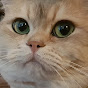 Cuppa Cat YouTube Profile Photo