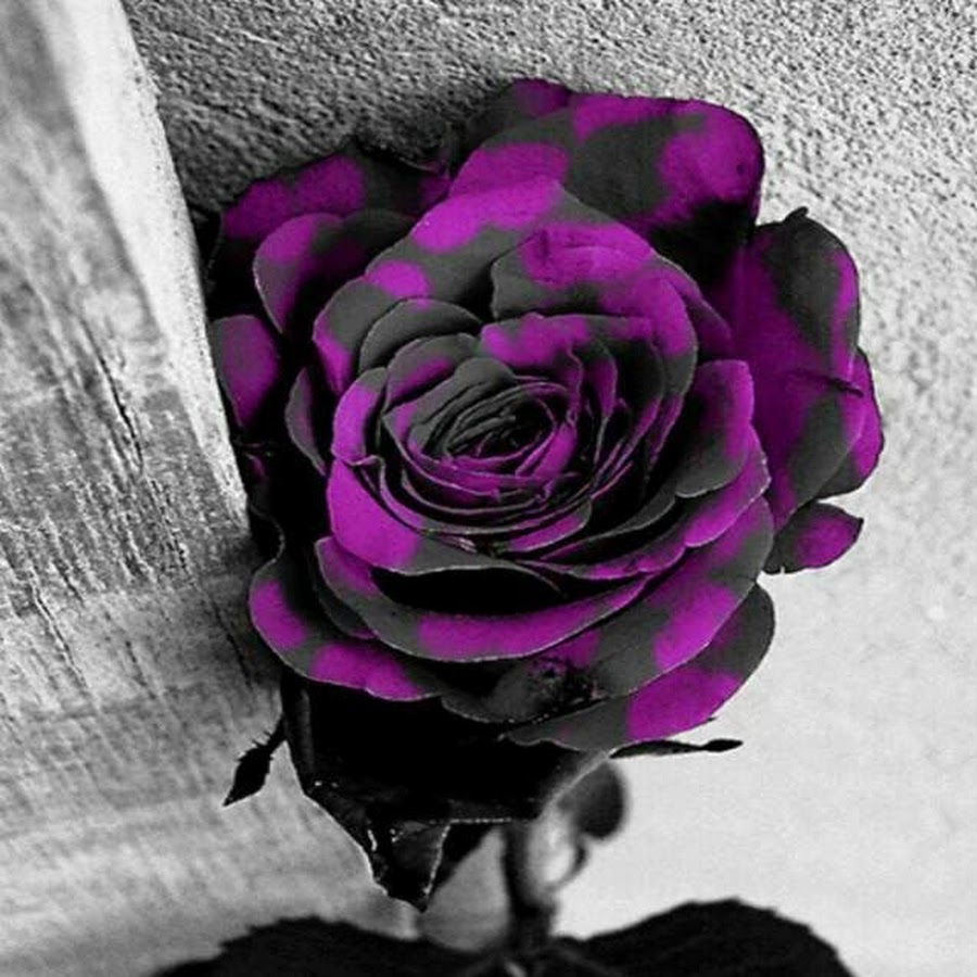 Картинки черных цветов. Черно розовые розы. Черный цвет. Роза черного цвета. Черный и розовый.