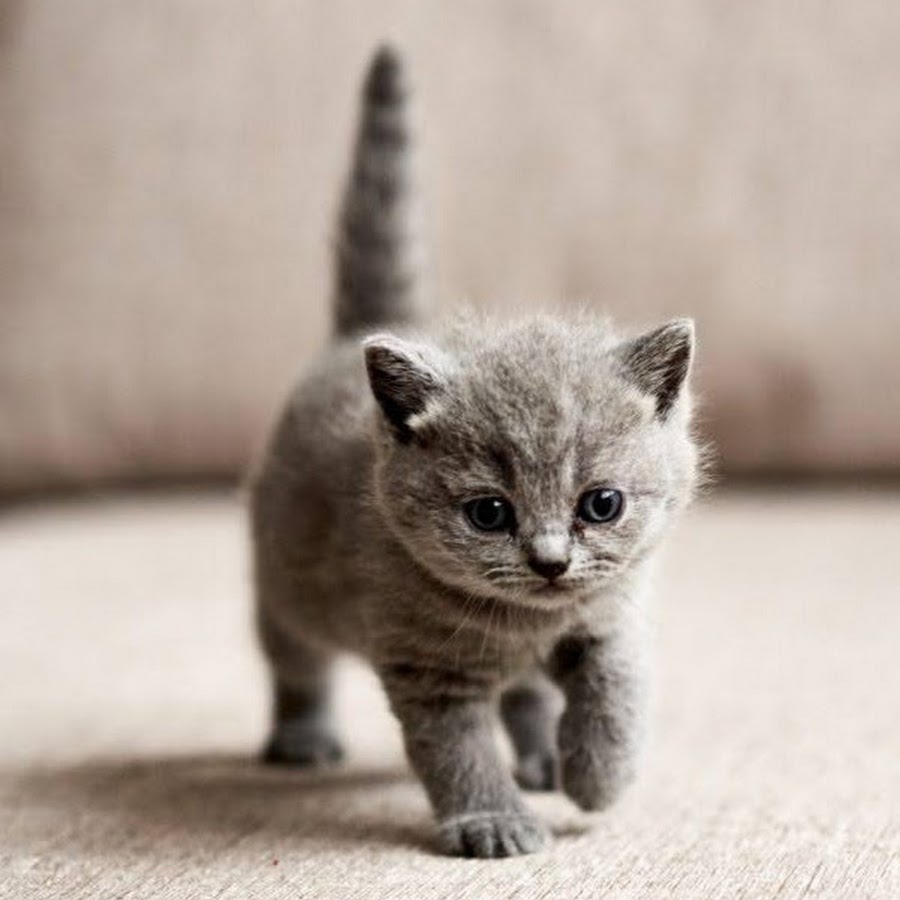 Самые маленькие кошачьи