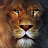 Lion 16
