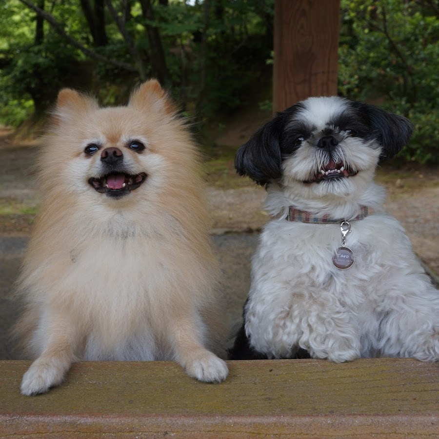 犬たちとニコニコ生活 Youtube