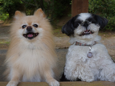 【印刷可能】 犬 たち と 333208