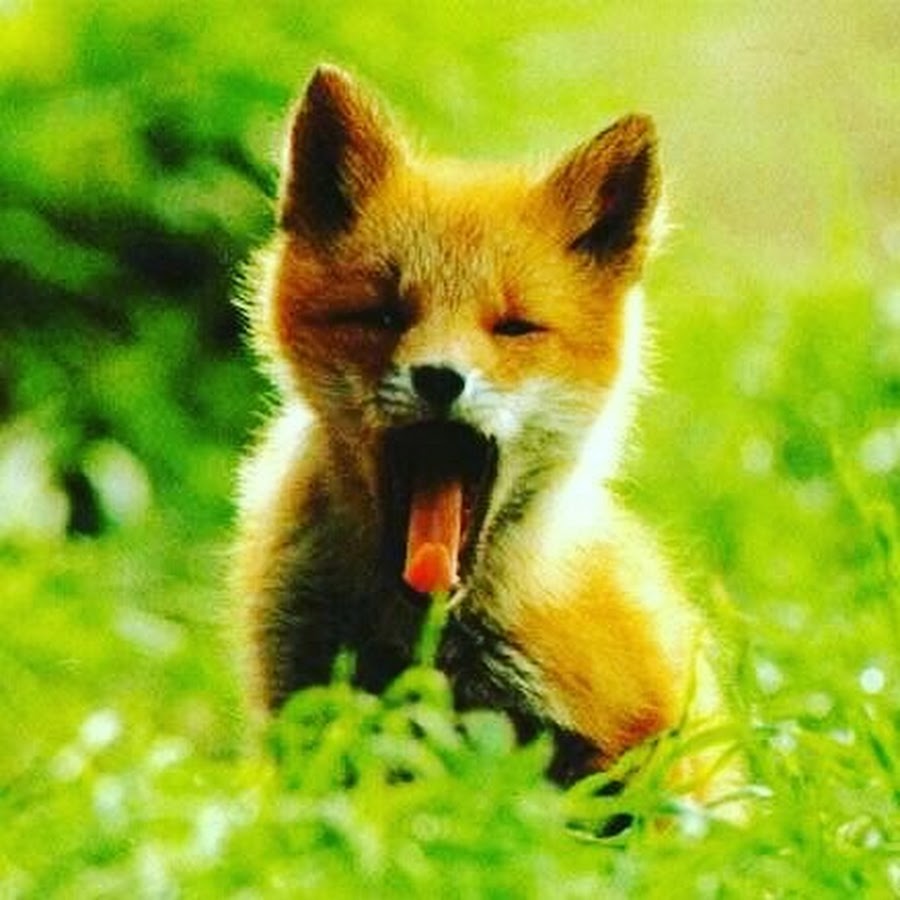 Привет от лисички картинки