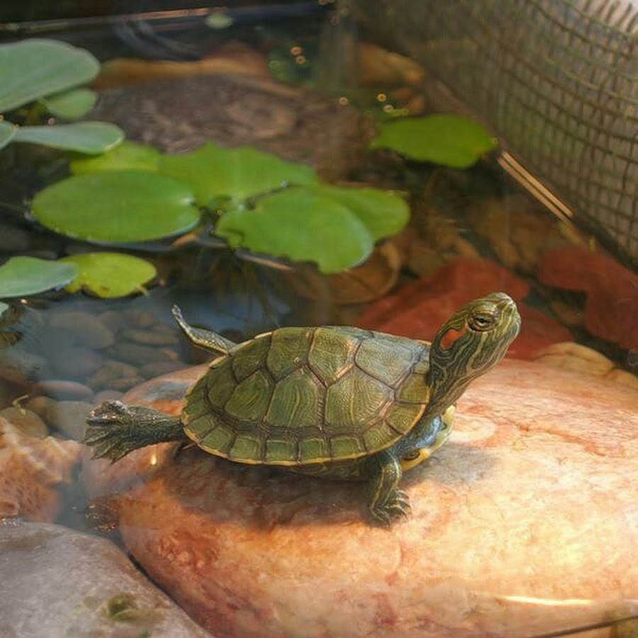 Водяная домашняя черепаха. Красноухая черепаха. Красноухая черепаха маленькая. Красноухая водоплавающая черепаха. Красноухая водяная черепаха.
