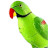 Zielona Papuga