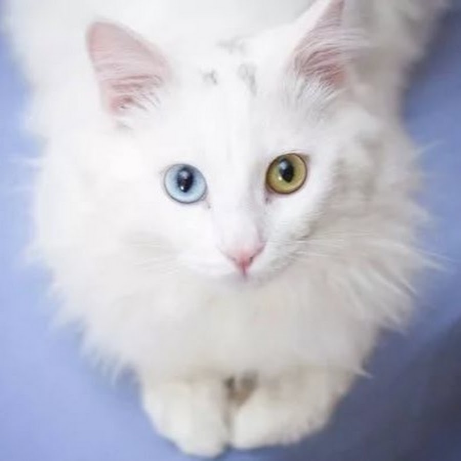 Странная белая кошка томасина