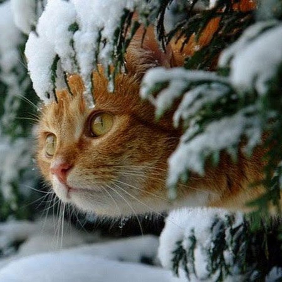 Снежное утро