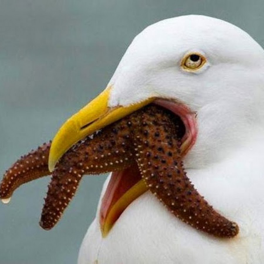 птицы заботятся о птенцах. попугай корелла. Give bird. Give bird. Give bird.