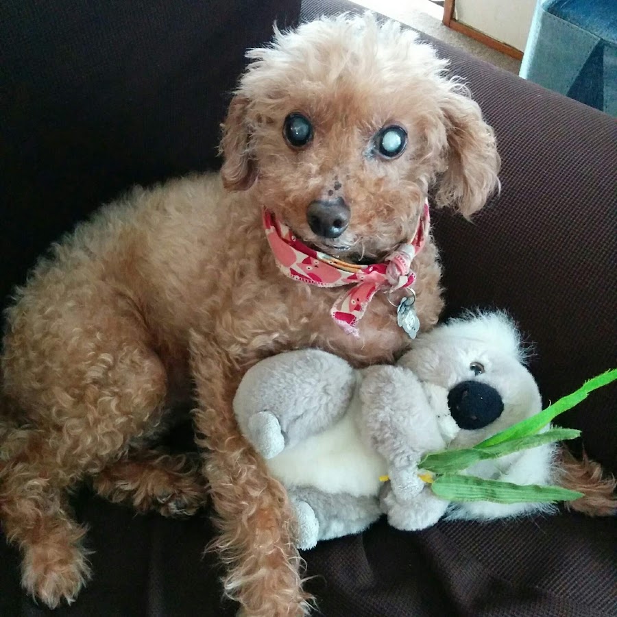 川村和臣 Youtube