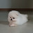 슈퍼거미