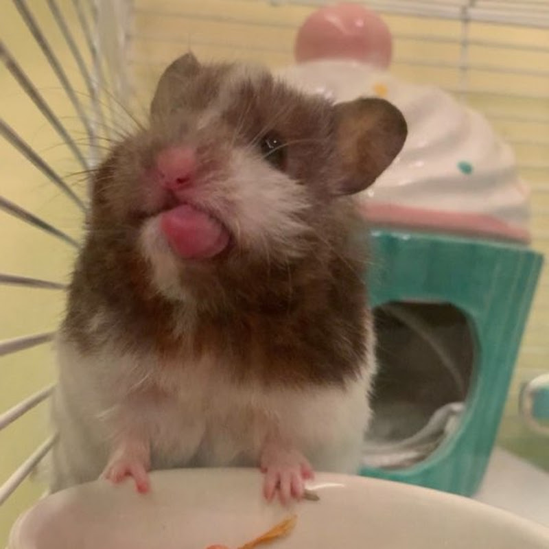 Oliffy草泥豬牧場 - 網紅的藏寶箱 