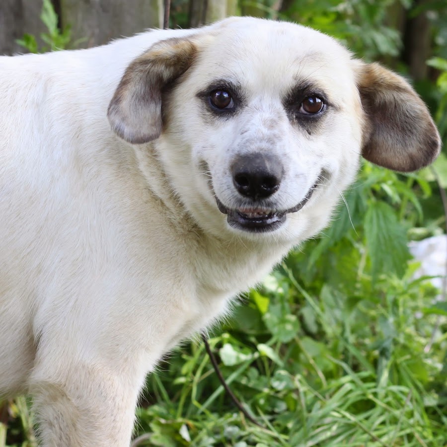 Šelma Skardu слушать онлайн на Яндекс Музыке