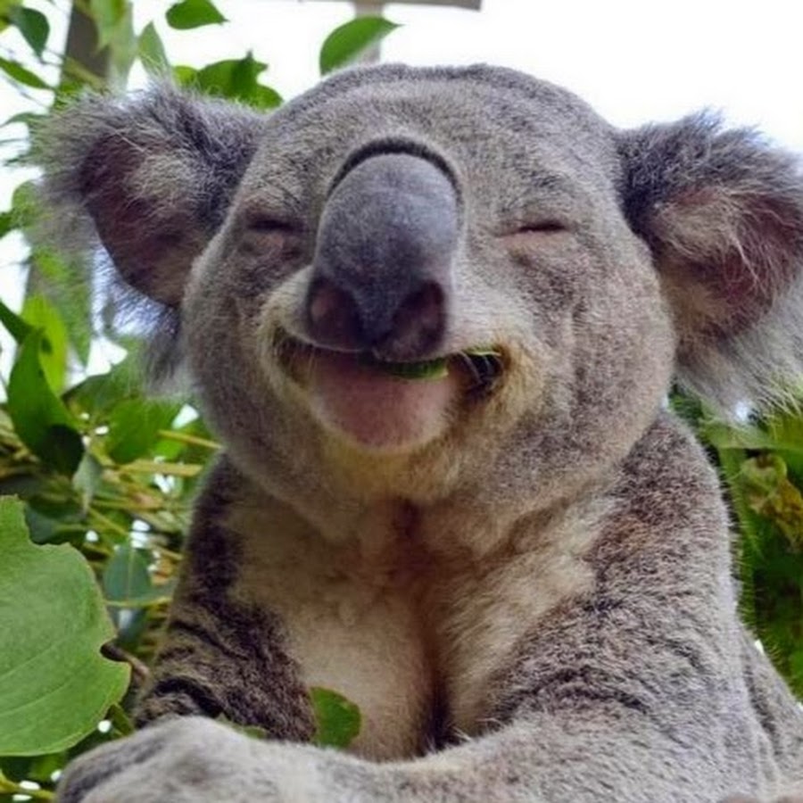 Про улыбающихся зверят. Счастливые животные. Прикольные животные. Веселая коала. Удивленная коала.