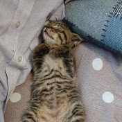 キチフグ Youtube