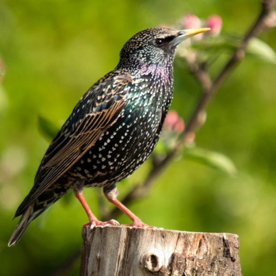Шпак скворец. Тристрамов скворец. Шпак скворец. Желтогрудый скворец. Обыкновенный скворец черный.