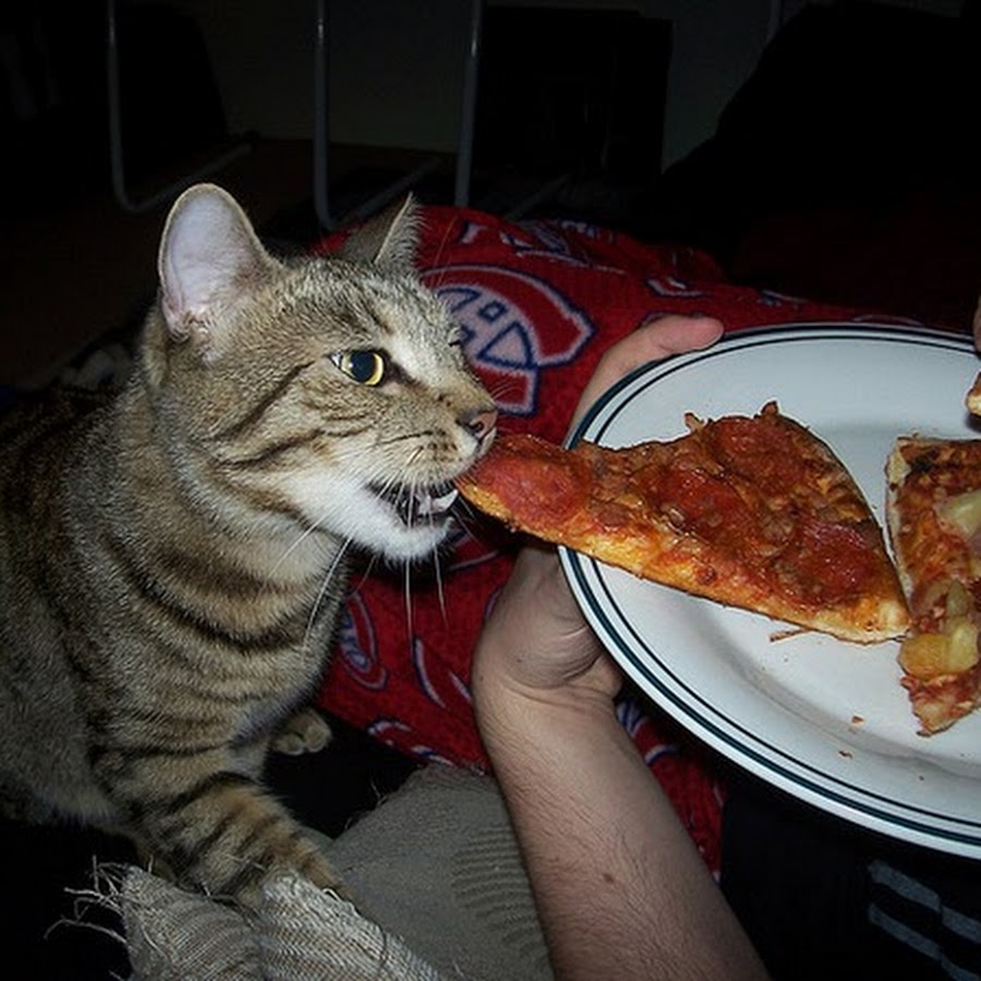 Украл пиццу. Кот и пицца. Обожрался пиццы. Коты объелись пиццей. Кот ест пиццу.