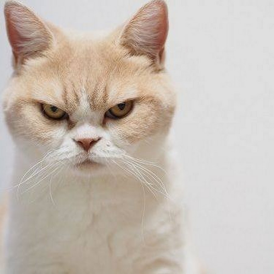 Довольная моська картинки