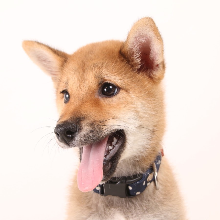 The Tail Of Okoge Shibainu Youtube