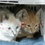 *まめもち