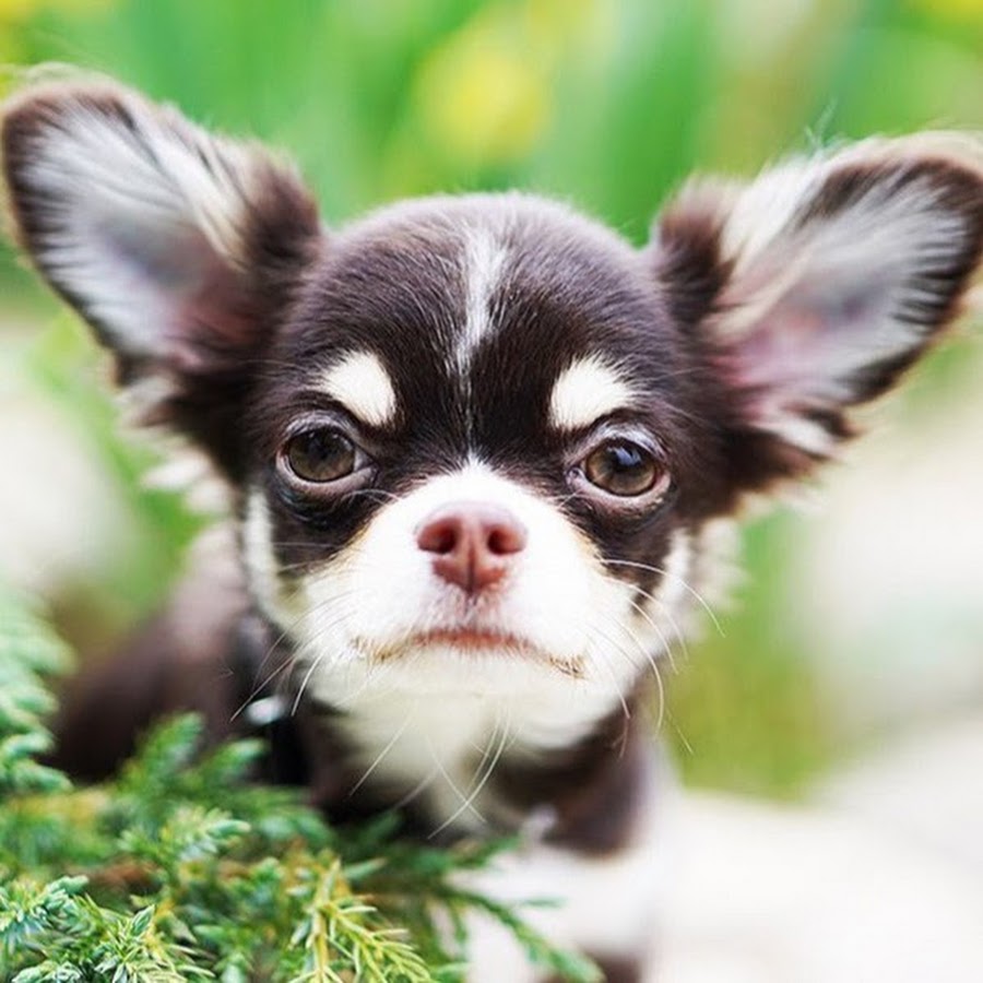 Картинки юми чу