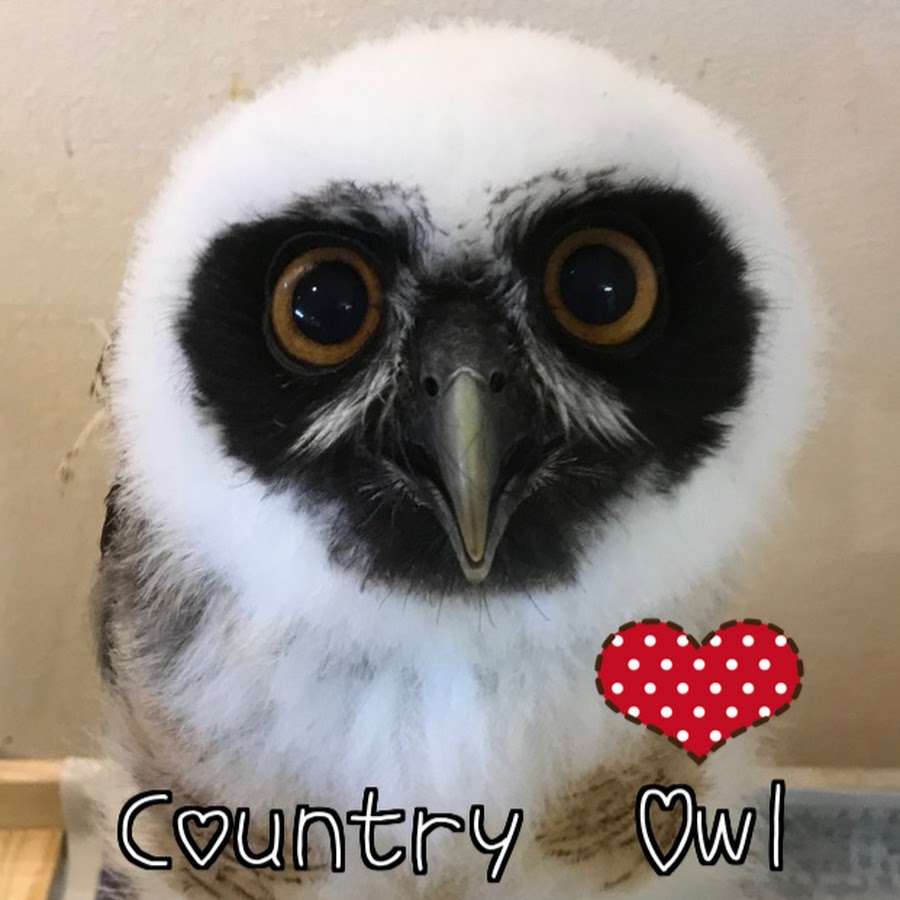 Country Owlしあわせをよぶフクロウカフェ Youtube