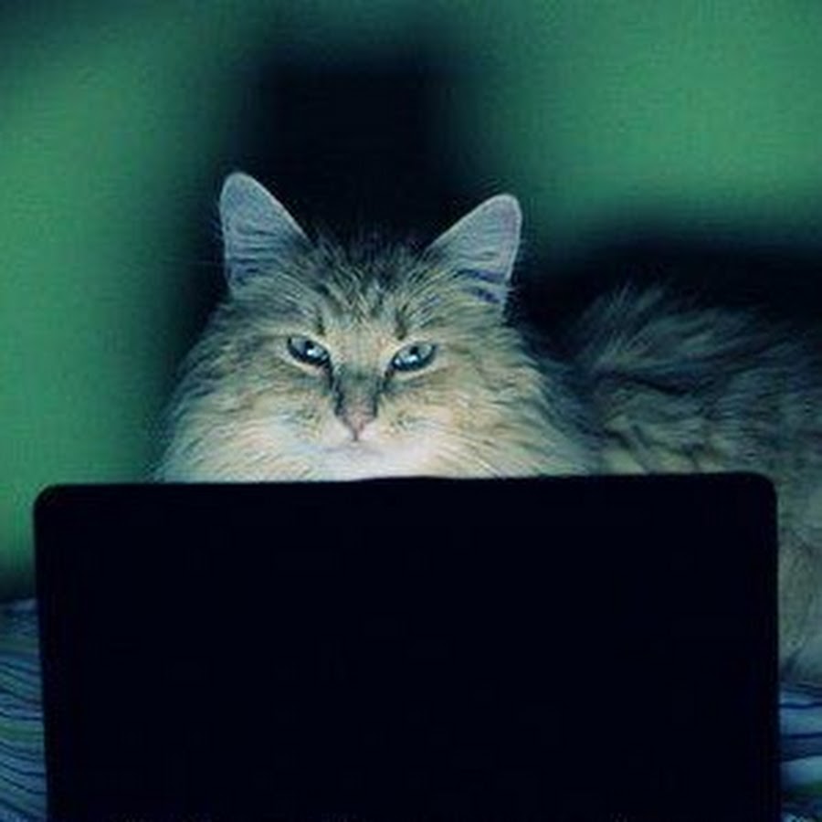 успешная женщина с деньгами. не знаю что делать в интернете. компьютер. не знаю что делать в интернете. трата денег.