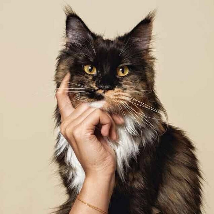 Реклама с котиками