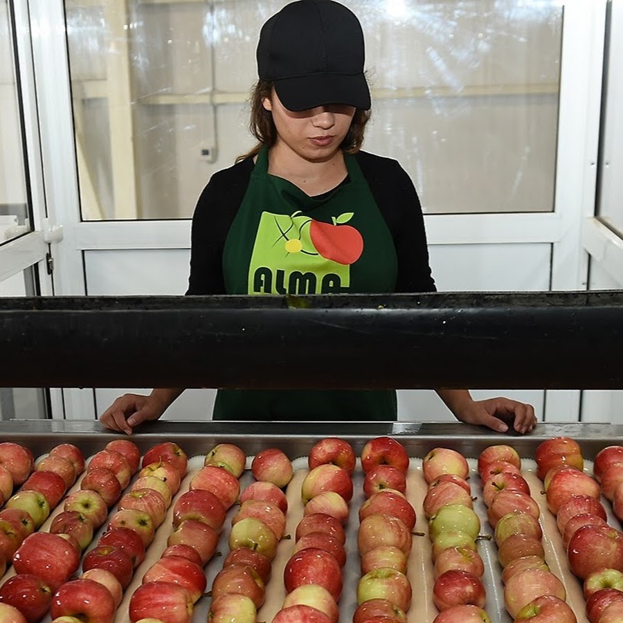 овощи кубани. алма продакшн абинск. алма продакшн абинск. ооо алма продакшн абинск. упаковщик яблок.