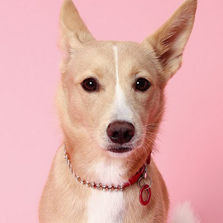 愛犬が大好き 帝塚山ハウンドカム Houndcom公式 Youtube