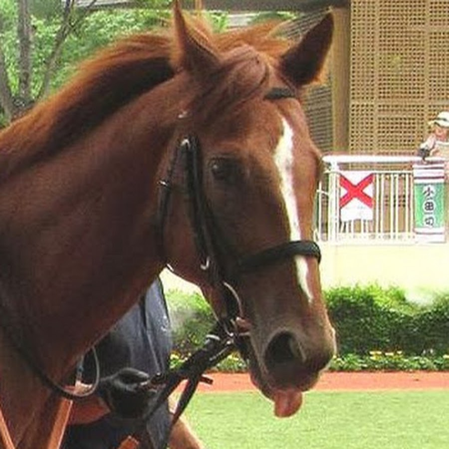 パドッククイズtv Youtube