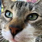 Los Mininos Cat Sanctuary YouTube Profile Photo