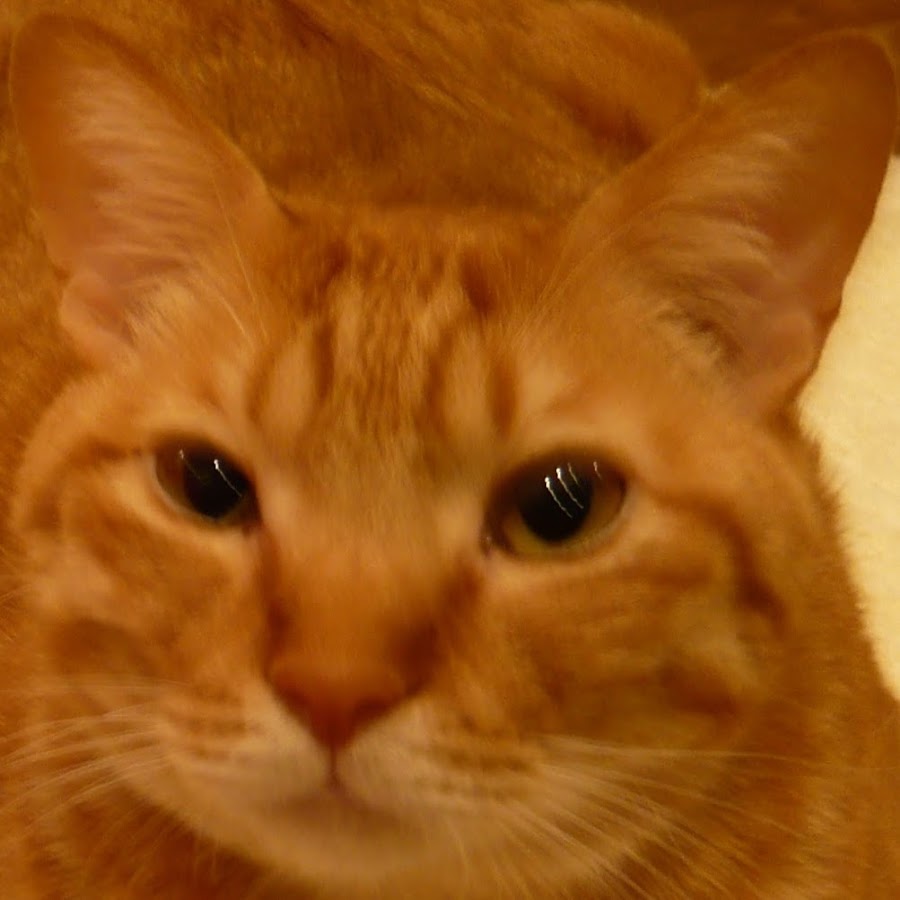 猫ぽん堂 Youtube