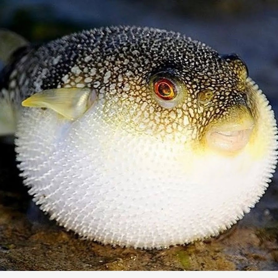 Рыба глобус. Фугу- самая ядовитая японская рыба. Мир вокруг нас Дзен