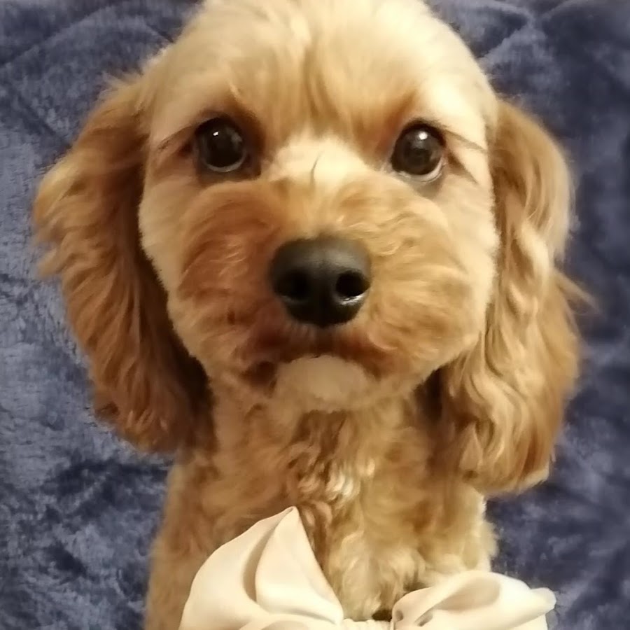 Mix犬モナカ Kennel Channel Youtube