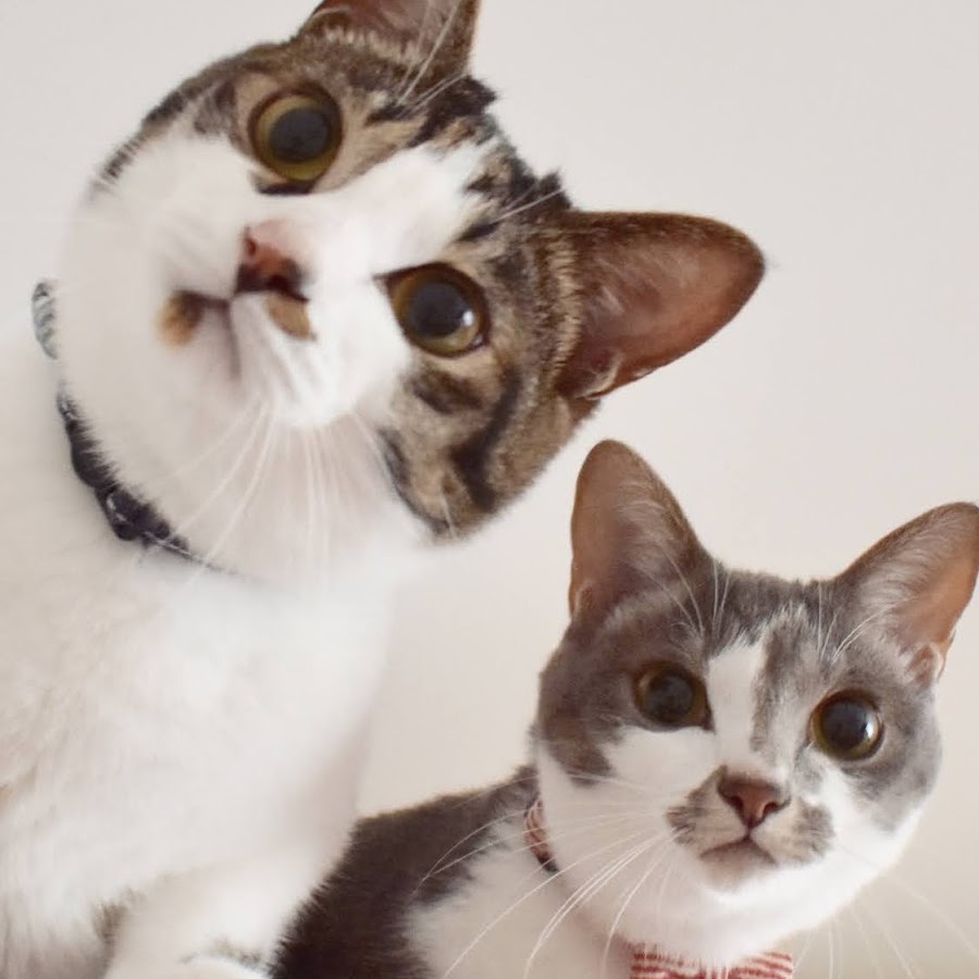 ビビさんとよつご Youtube