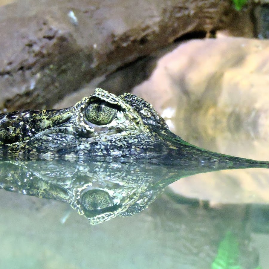 К чему снится крокодил во сне женщине. К чему снится маленький крокодил. К чему снится крокодил женщине в воде маленький. Крокодилы спали в воде. Что означает крокодил в воде во сне.