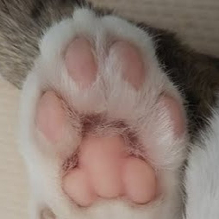 空飛ぶ猫 Flying Cats Youtube