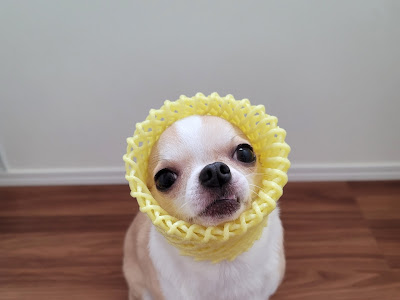 [最新] チワワ 捨て チワワ 保護 犬 147399-チワワ 捨て チワワ 保護 犬