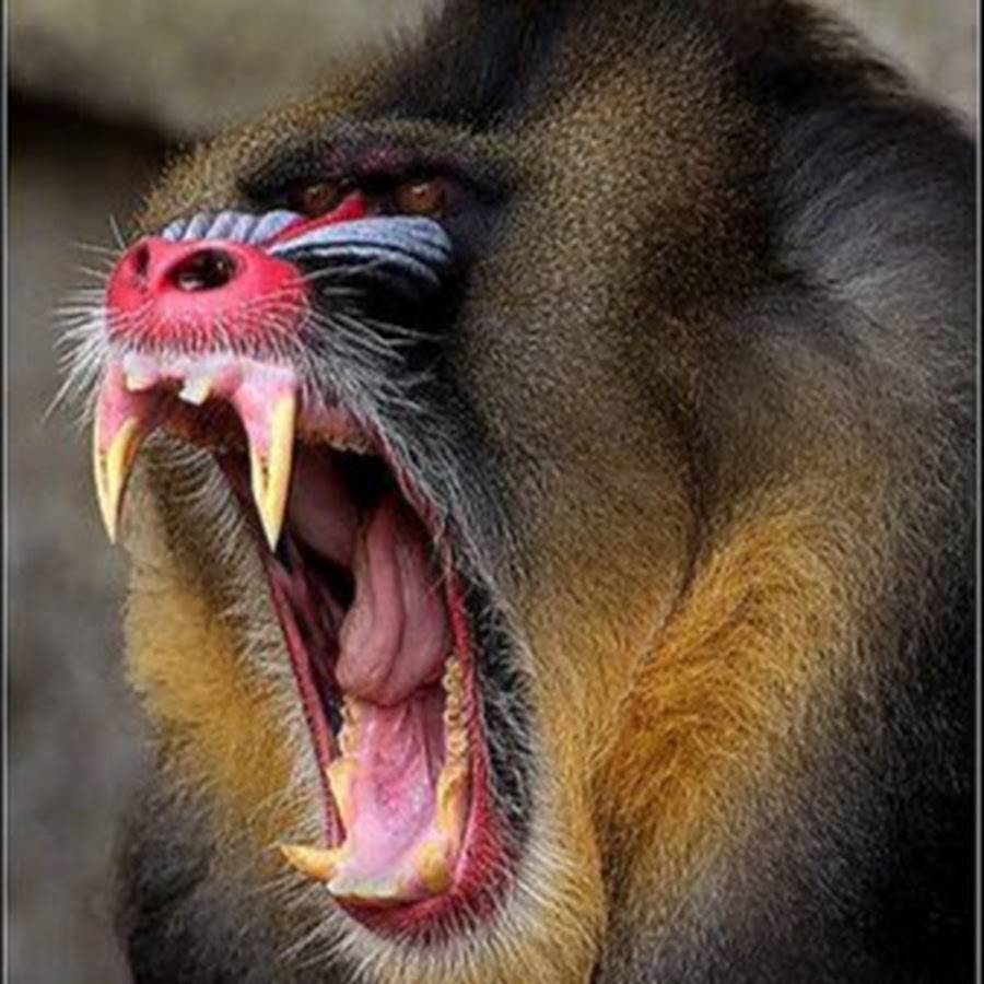 Павиан мандрил. Обезьяна с клыками. Бабуин мандрил. Обезьяна с клыками. Зубы обезьяны.