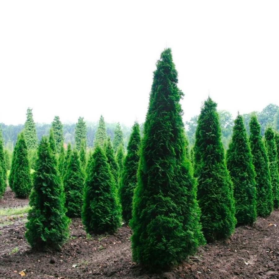 Туя Колумна в ландшафтном дизайне