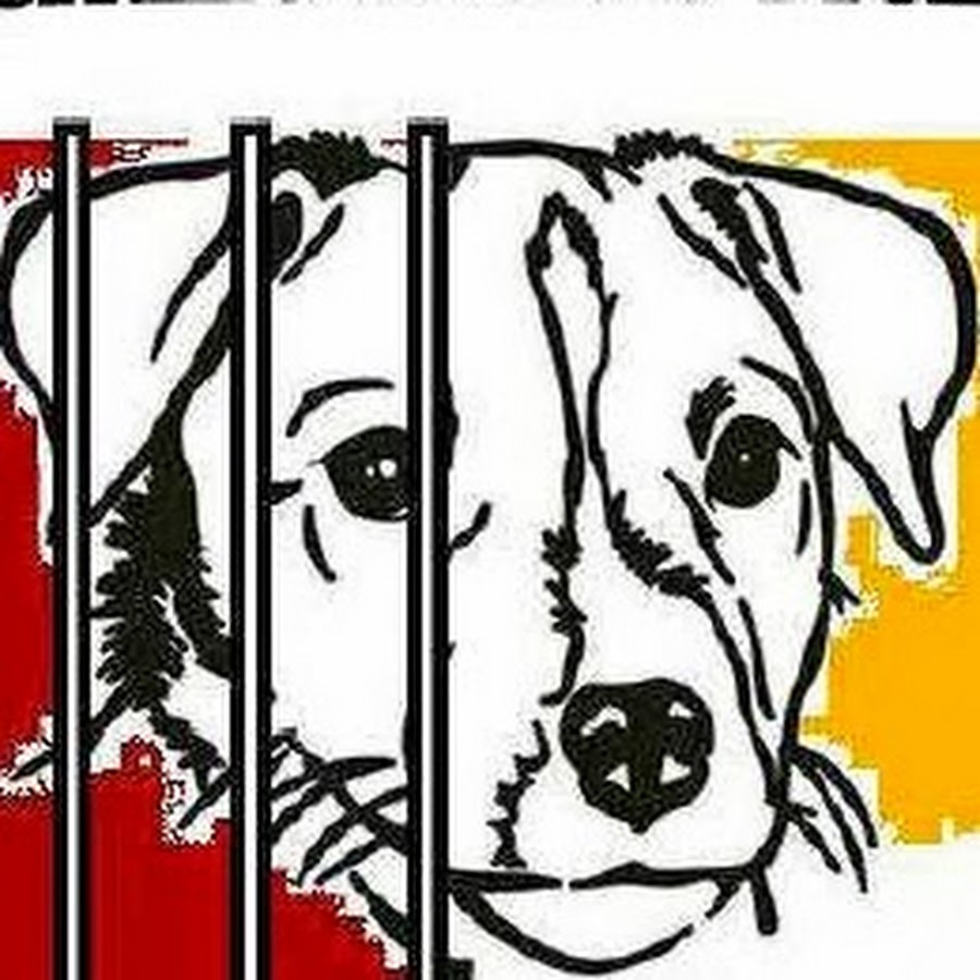 Tierhilfe Hunde Freiheit - YouTube