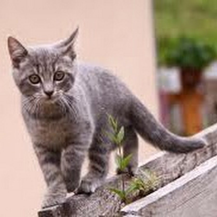 Celie Mischler Youtube