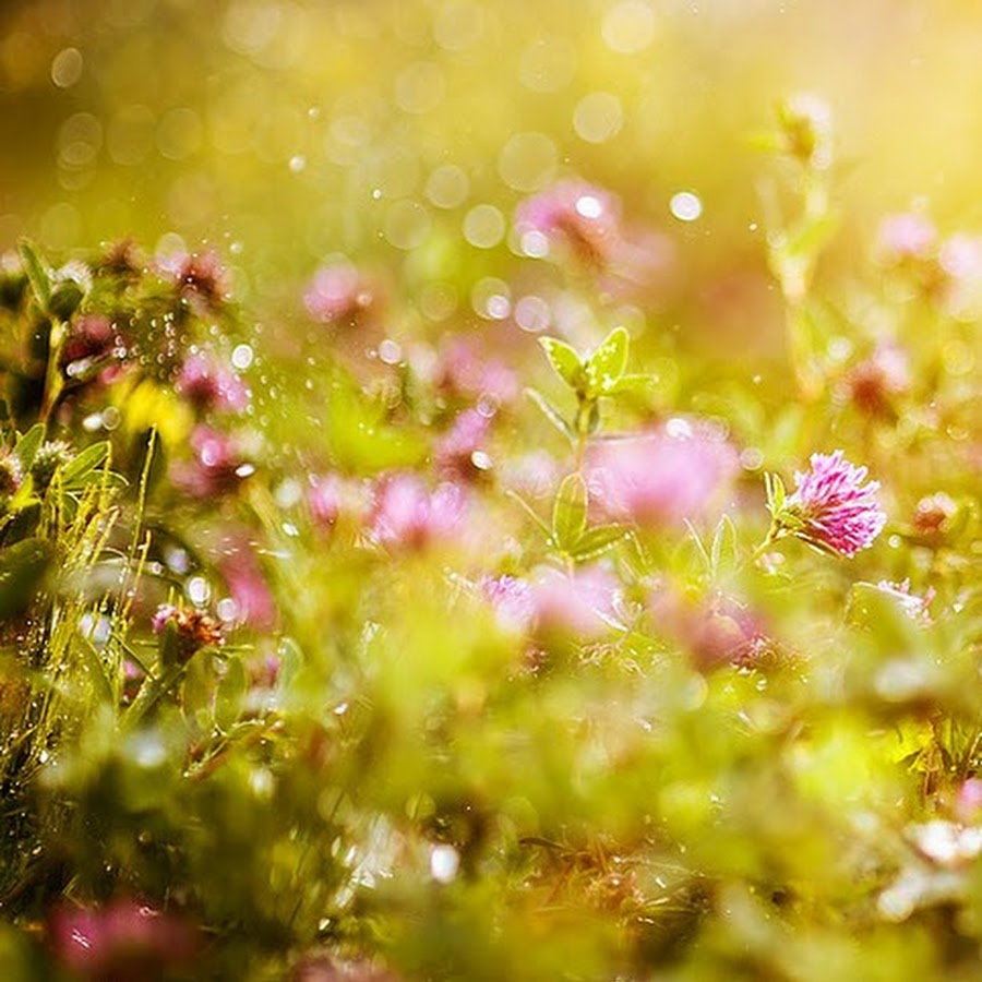 Природа южного урала солнечная поляна. Поляна в лесу. Залитую солнцем поляну. Сухая трава. Природа полянка.