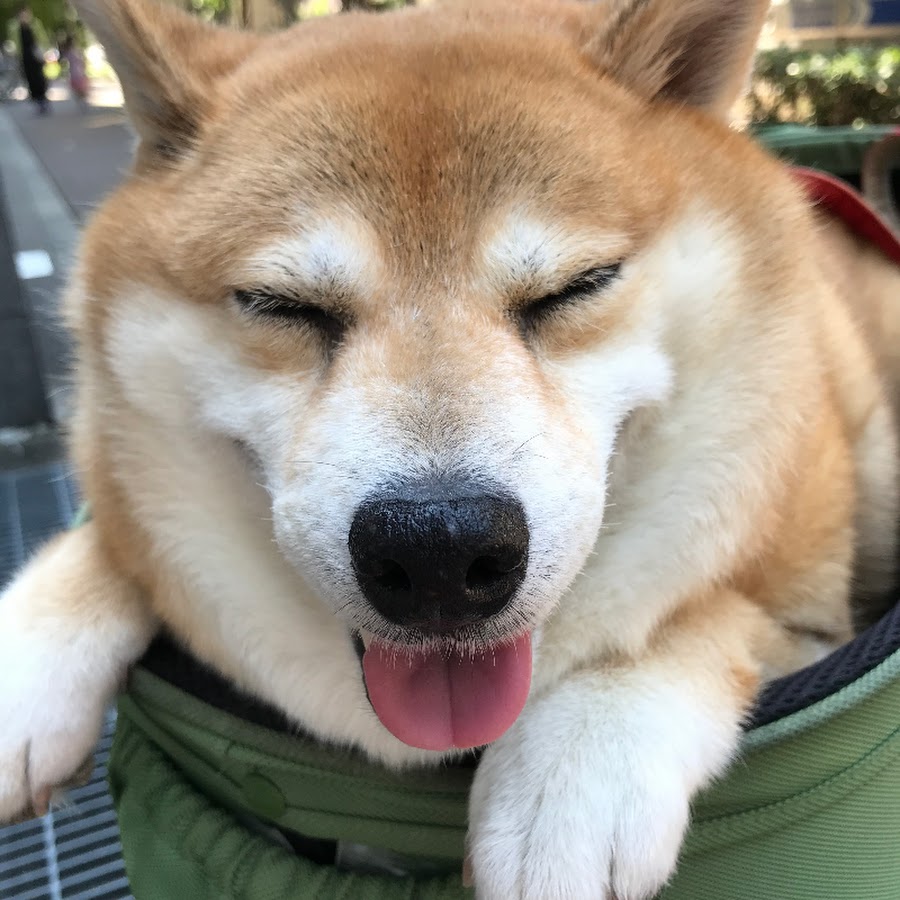 しばいぬ様専用-