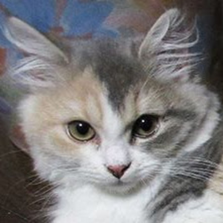 シャーロットホームズ Youtube