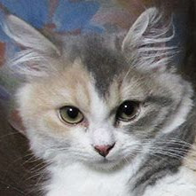 最高のコレクション シャーロット・ホームズ 114415