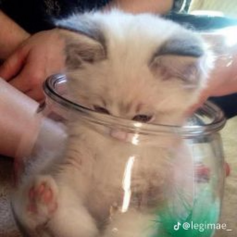 Банки с котами. Бак кот. Кот в банке. Котенок в банке. Кошак в банке
