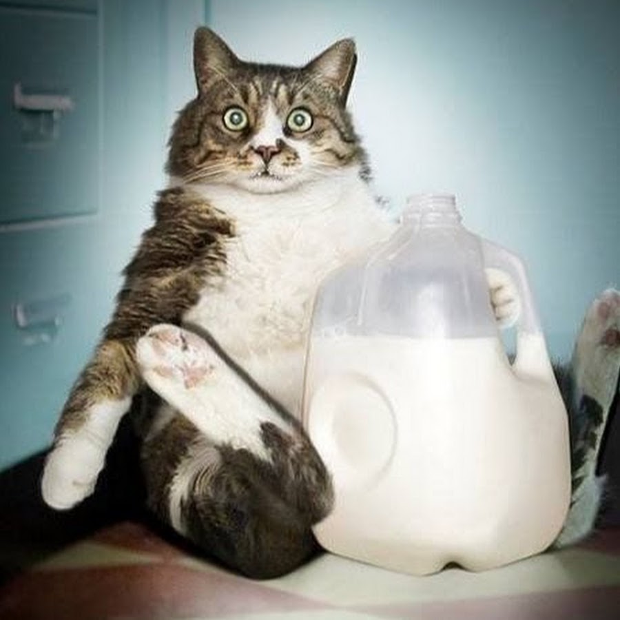 AKedOLSU9W2LUkm-BBjrA4byETx6694vBdKR9_v3hZY=s900-c-k-c0x00ffffff-no-rj