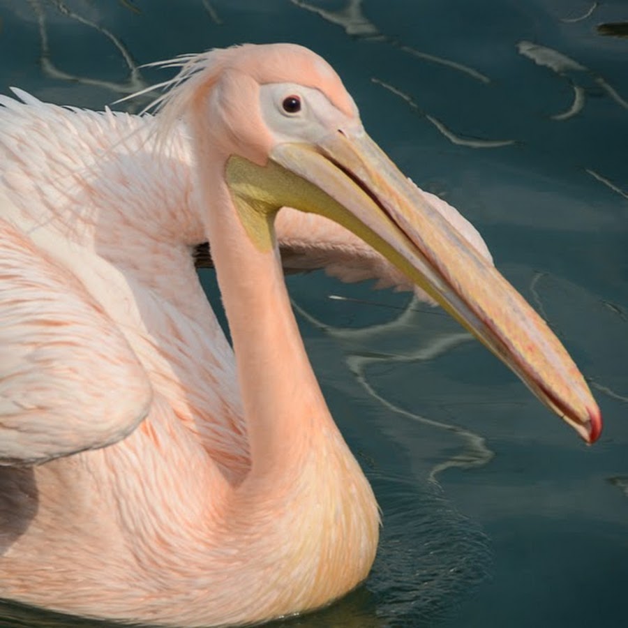 Пелекан. Пеликан водоплавающая птица. Розовый Пеликан. Розовый Пеликан Ставропольского края. Розовый Пеликан размах крыльев.