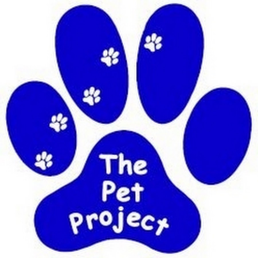 Поиск команды pet проекты